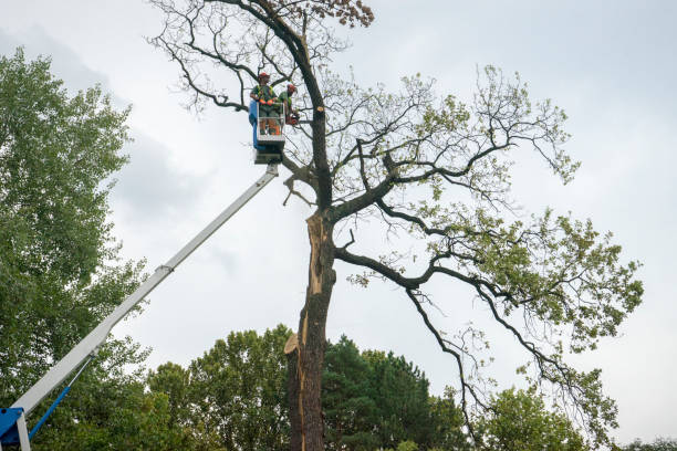 Seasonal Cleanup (Spring/Fall) in Ozark, AR